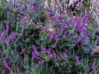 Schneeheide blüht im unteren Streckenteil